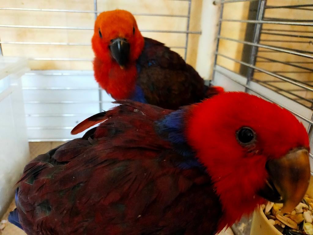 Edelpapegaai pop 2026, Dieren en Toebehoren, Vogels | Parkieten en Papegaaien, Vrouwelijk, Papegaai