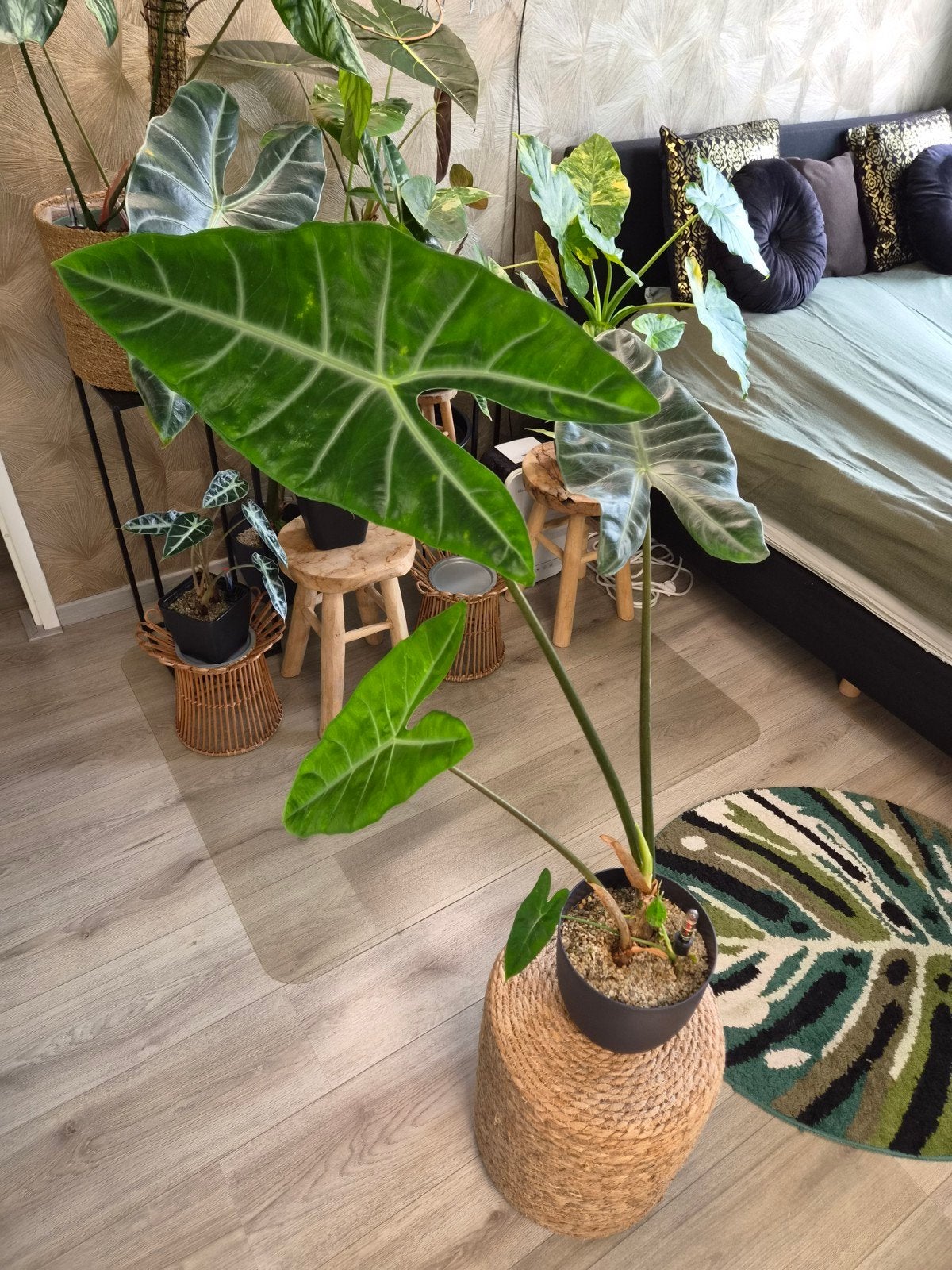 Alocasia Longiloba Silver, Huis en Inrichting, Kamerplanten, Ophalen, Halfschaduw, Minder dan 100 cm