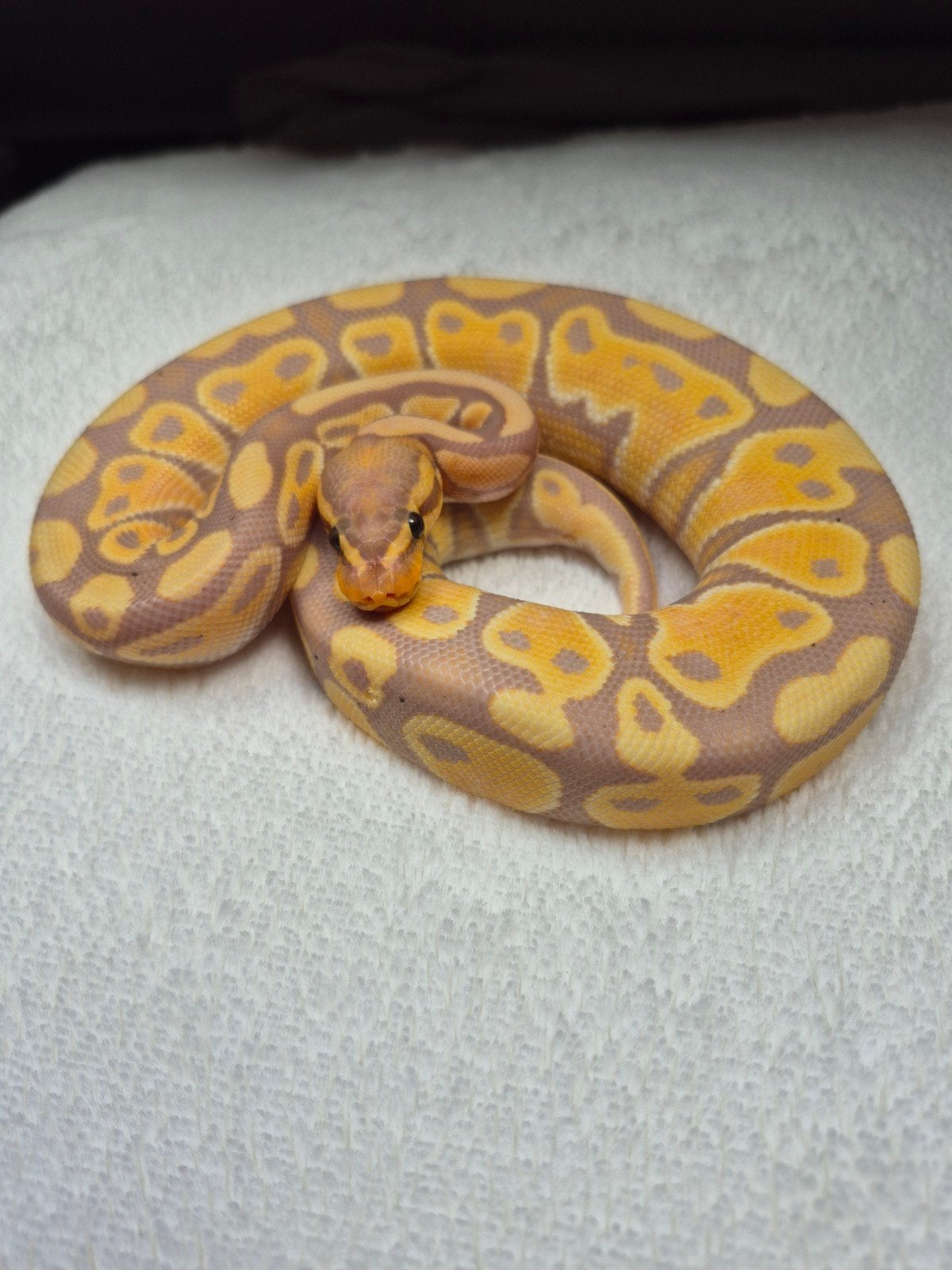 Python Regius 2.0, Dieren en Toebehoren, Reptielen en Amfibieën, Slang, 0 tot 2 jaar