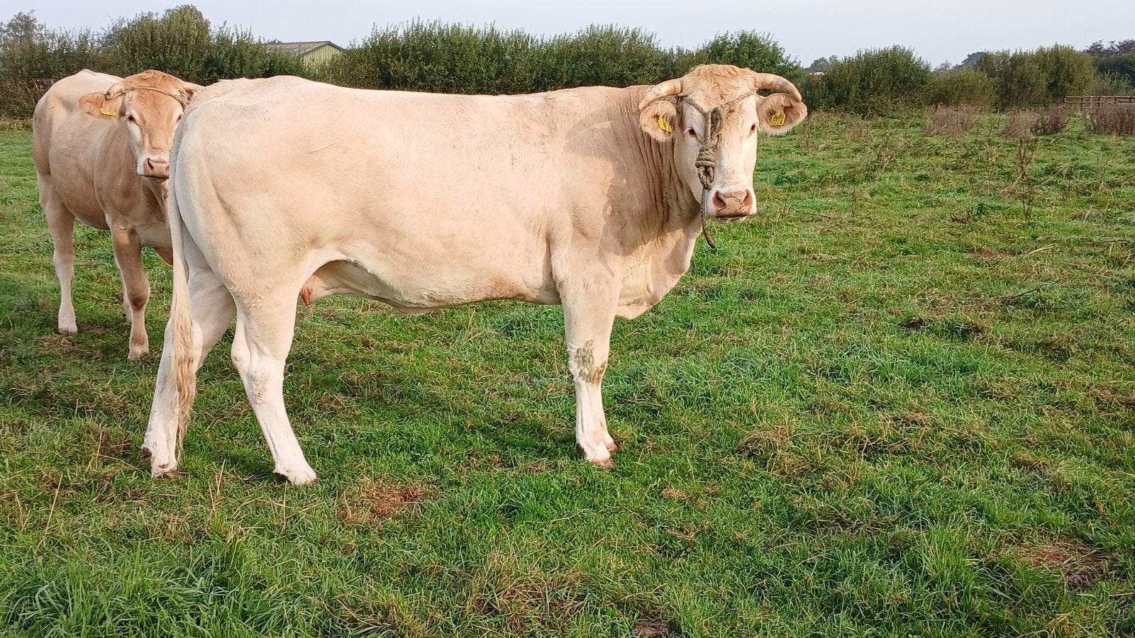 blonde vaars, Dieren en Toebehoren, Vrouwelijk