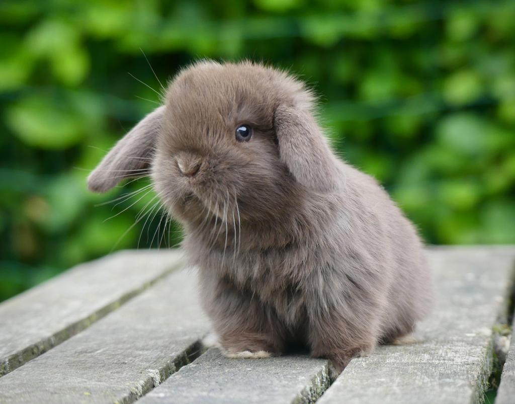 Mooi en tam Nederlands hangoordwerg konijntje (nhd)!, Dieren en Toebehoren, Konijnen, Mannelijk, Dwerg, Hangoor, 0 tot 2 jaar