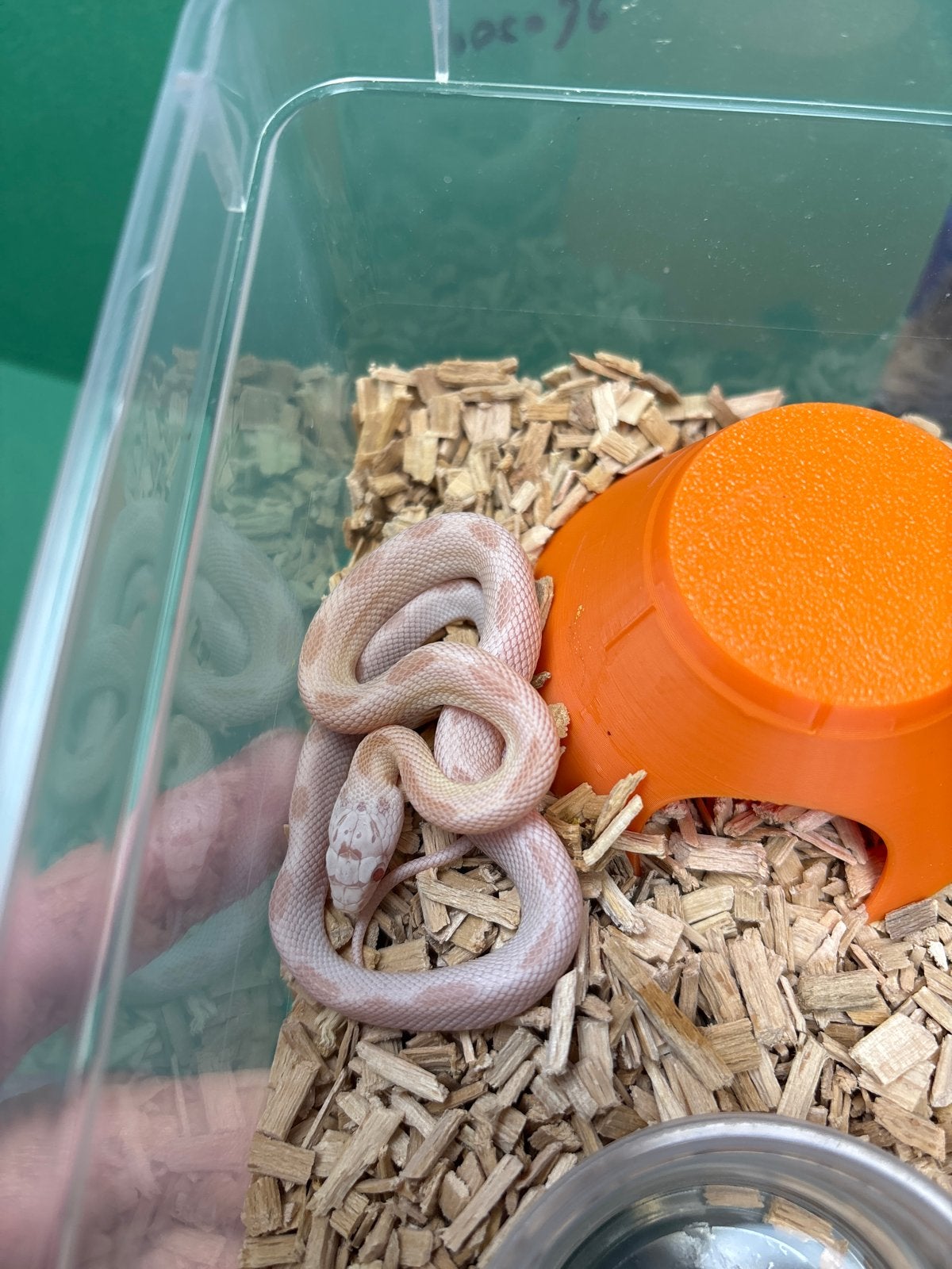 Div Rattenslangen 2026 Rat Snake photo 2
