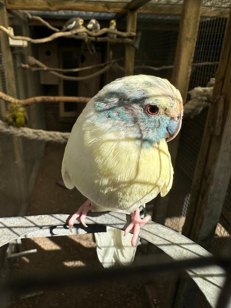 Kakariki koppel, Dieren en Toebehoren, Meerdere dieren, Parkiet