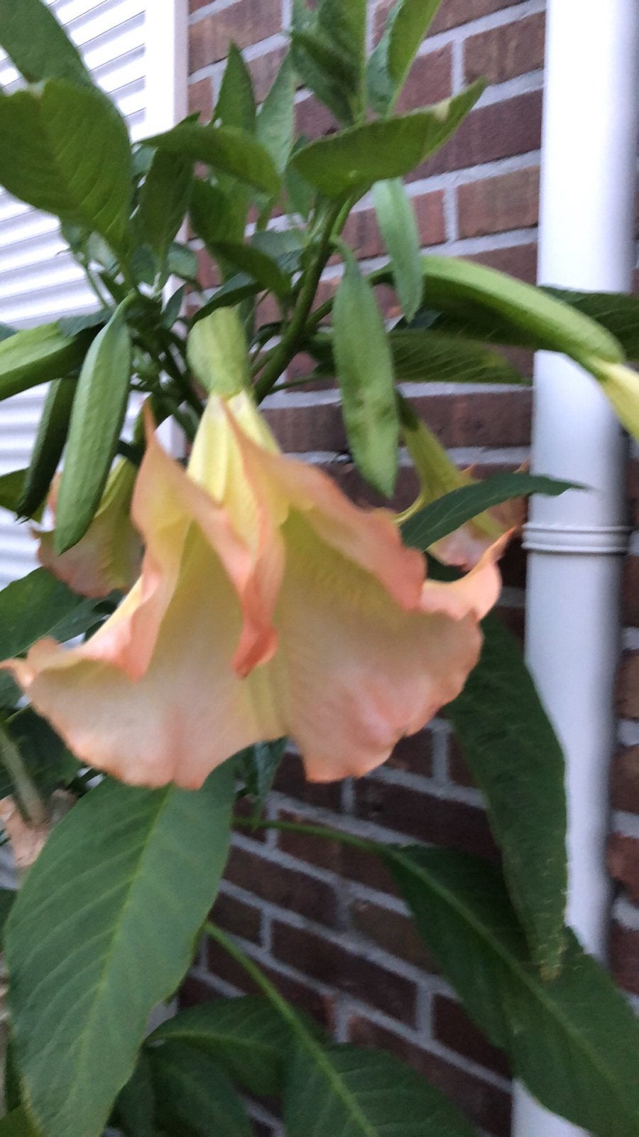 Brugmansia roze. 150cm, Volle zon, Vaste plant, Zomer, Ophalen