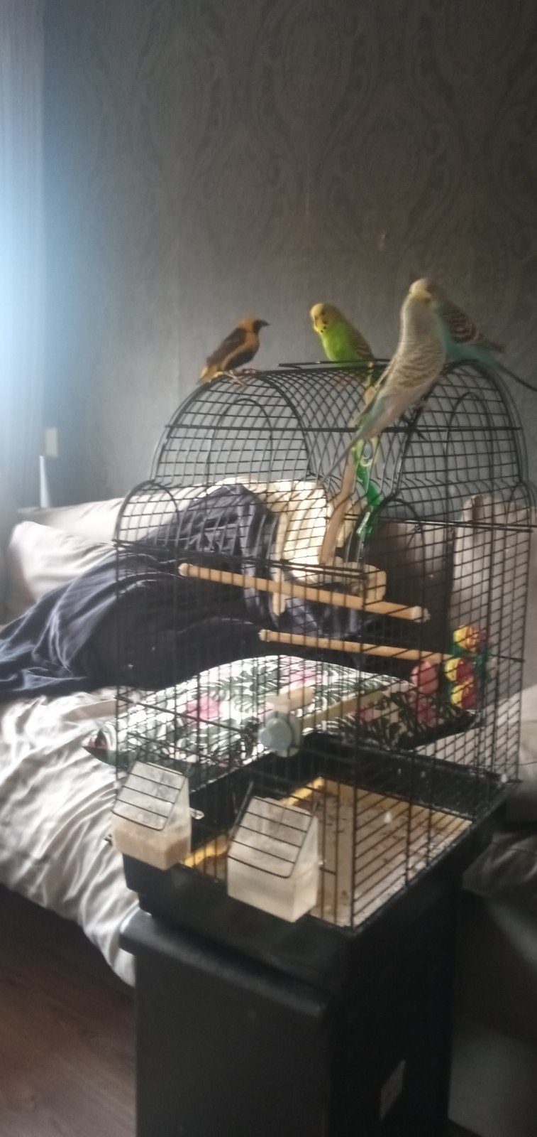 Gele Bischop Wever, Mannelijk, Tropenvogel, Geringd