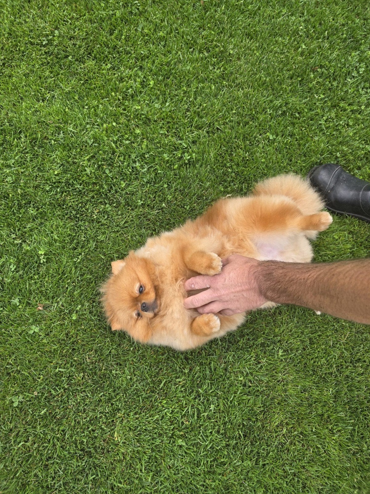 Pomeriaan, Dieren en Toebehoren, Honden | Chihuahua's en Gezelschapshonden, 1 tot 2 jaar, Parvo, Eén hond, Nederland