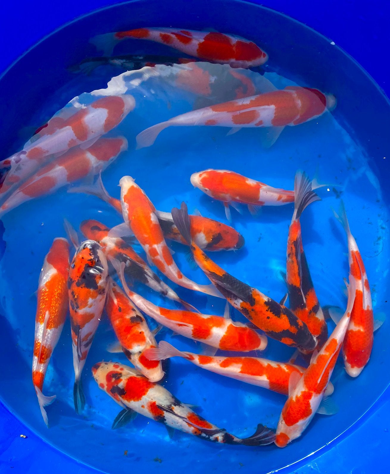 Japanse Tosai 20-25cm, Dieren en Toebehoren, Vissen | Vijvervissen, Karper of Koi