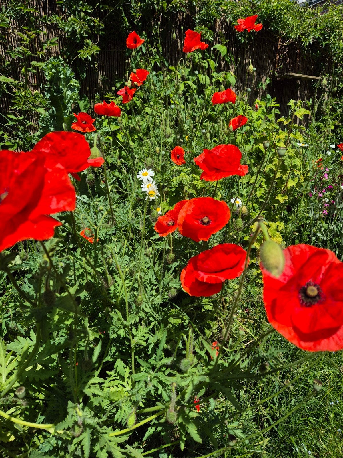 Rode Klaproos Zaden - Papaver Rhoeas, Ophalen of Verzenden, Voorjaar, Volle zon, Zaad