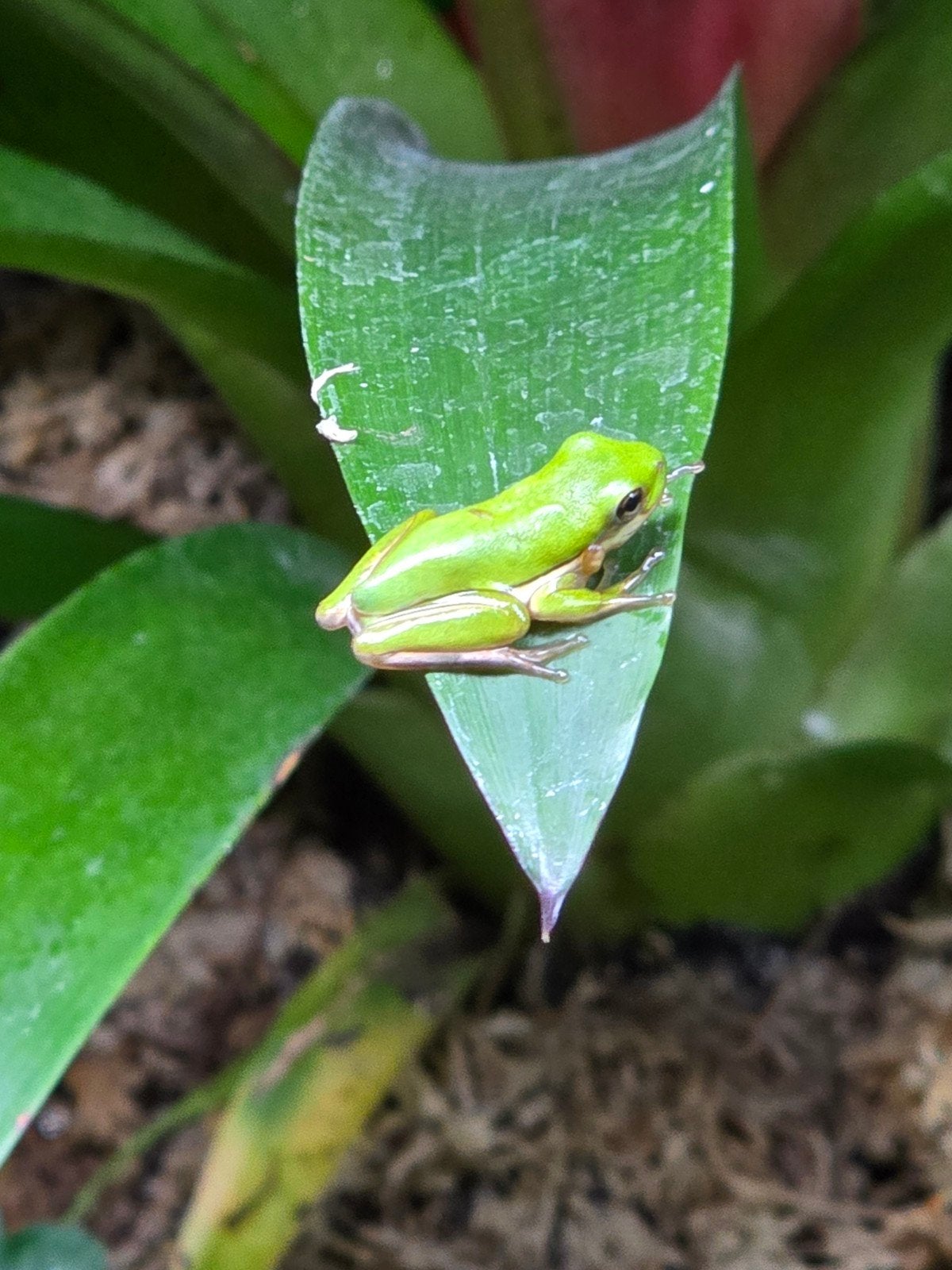 Groene boomkikker (Hyla cinerea) – NLNK 2025

Ben je op zoek, Dieren en Toebehoren, Reptielen en Amfibieën, Hagedis, 0 tot 2 jaar