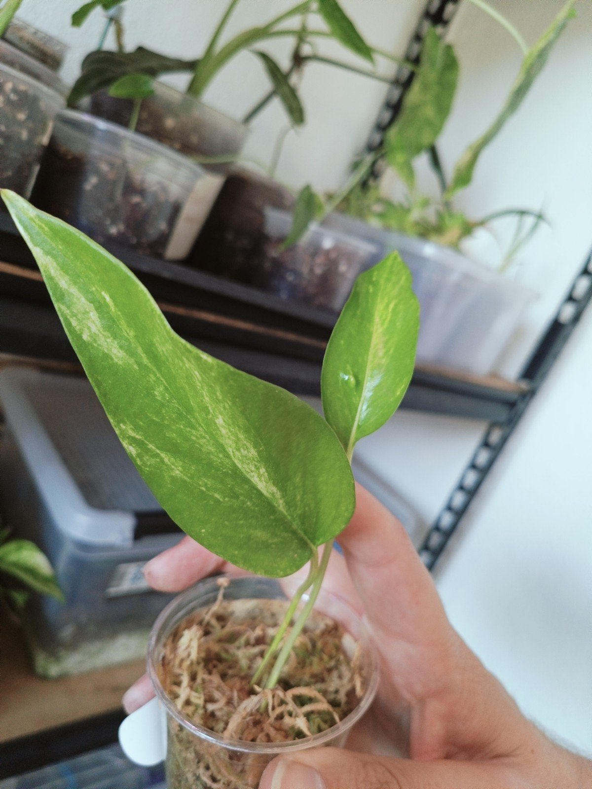Epipremnum Aurea, Ophalen of Verzenden