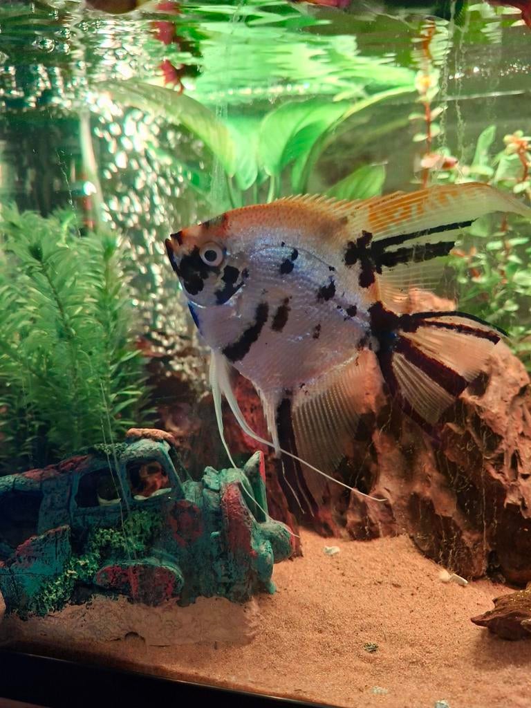 Maanvis, Dieren en Toebehoren, Vis, Zoetwatervis