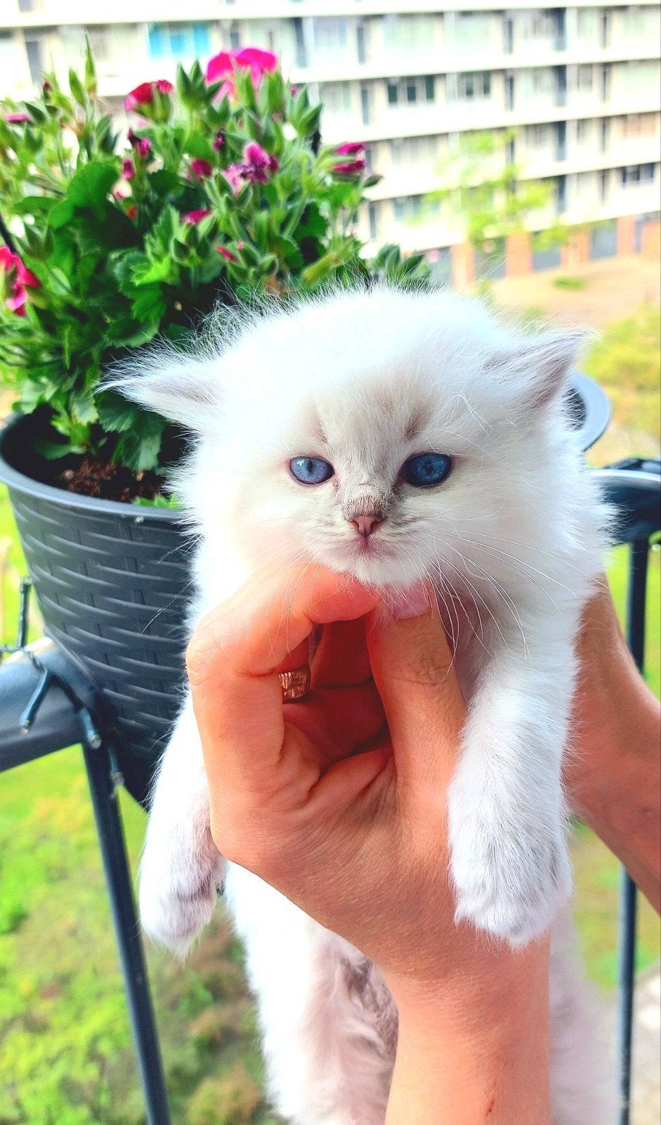 Ragdoll kittens, Dieren en Toebehoren, Katten en Kittens | Raskatten | Langhaar, Meerdere dieren