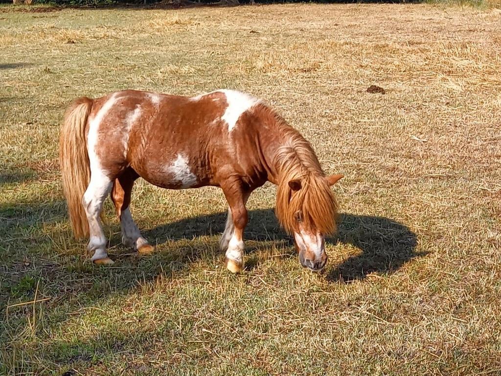 Lieve shetlander hengst