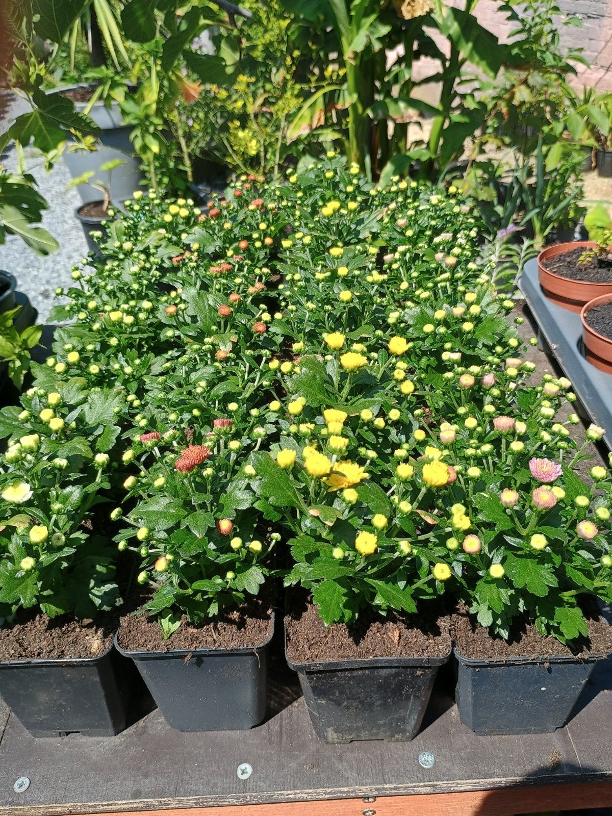 Te koop diverse kleuren chrysanten, geel, wit, roze en rood, Ophalen, Overige soorten, Minder dan 100 cm