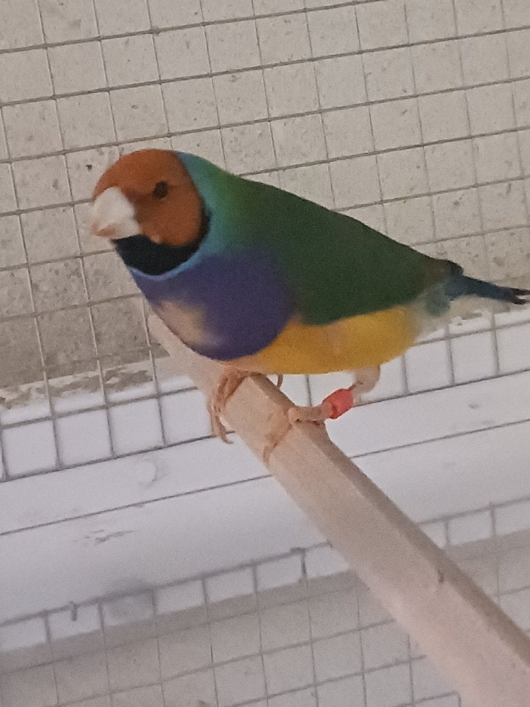 Gouldamadine koppel, Meerdere dieren, Tropenvogel