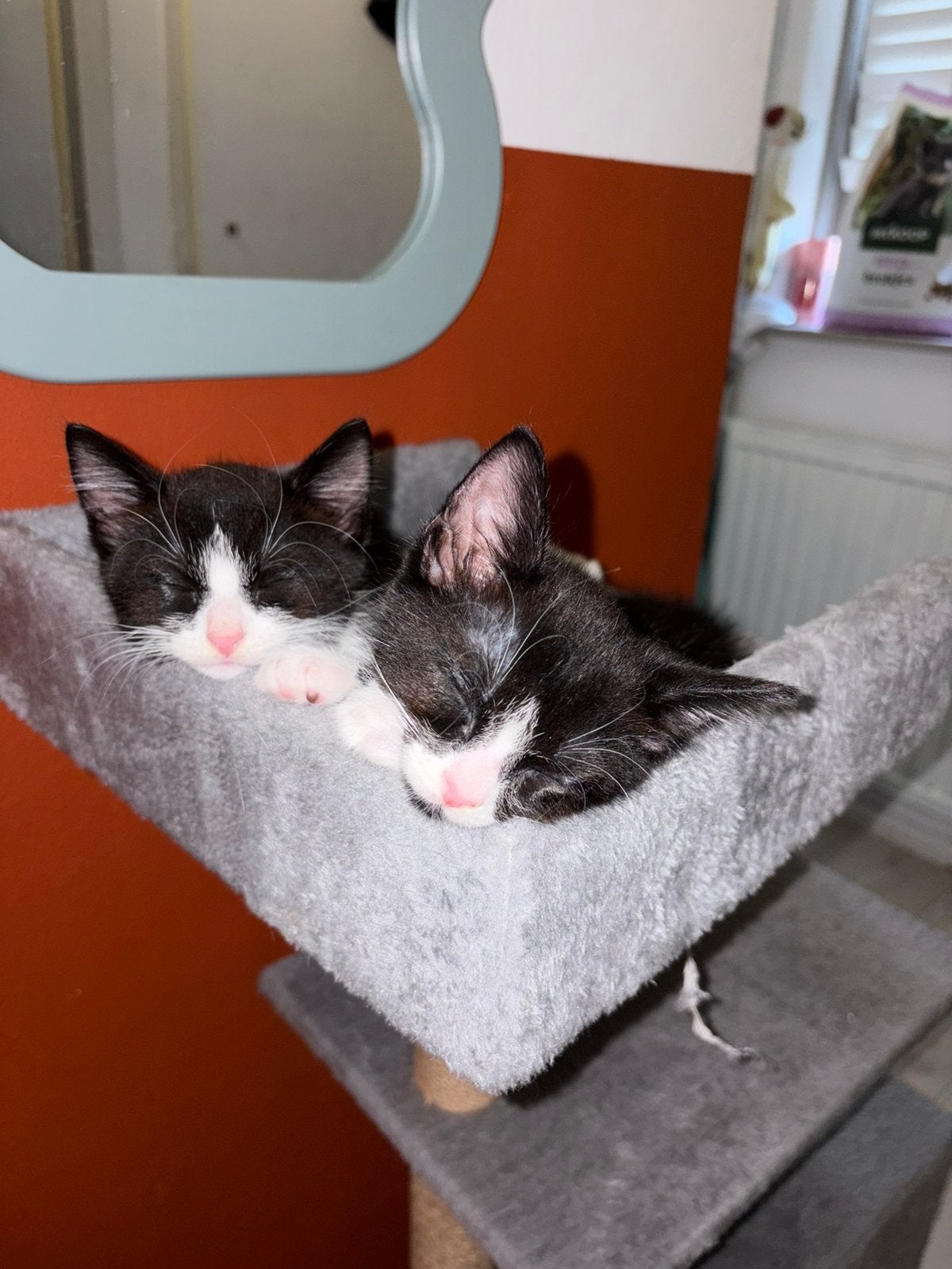 Twee lieve mannetjes zoeken nog een fijn huisje!, Meerdere dieren