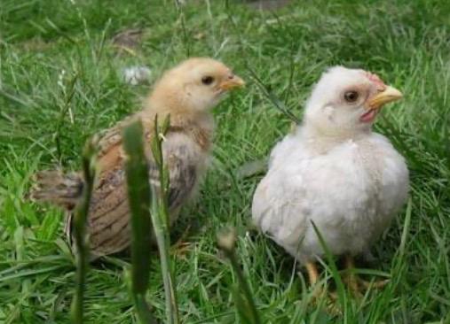 Jonge Serama hanen, krul en gladveer (gratis), Dieren en Toebehoren, Pluimvee
