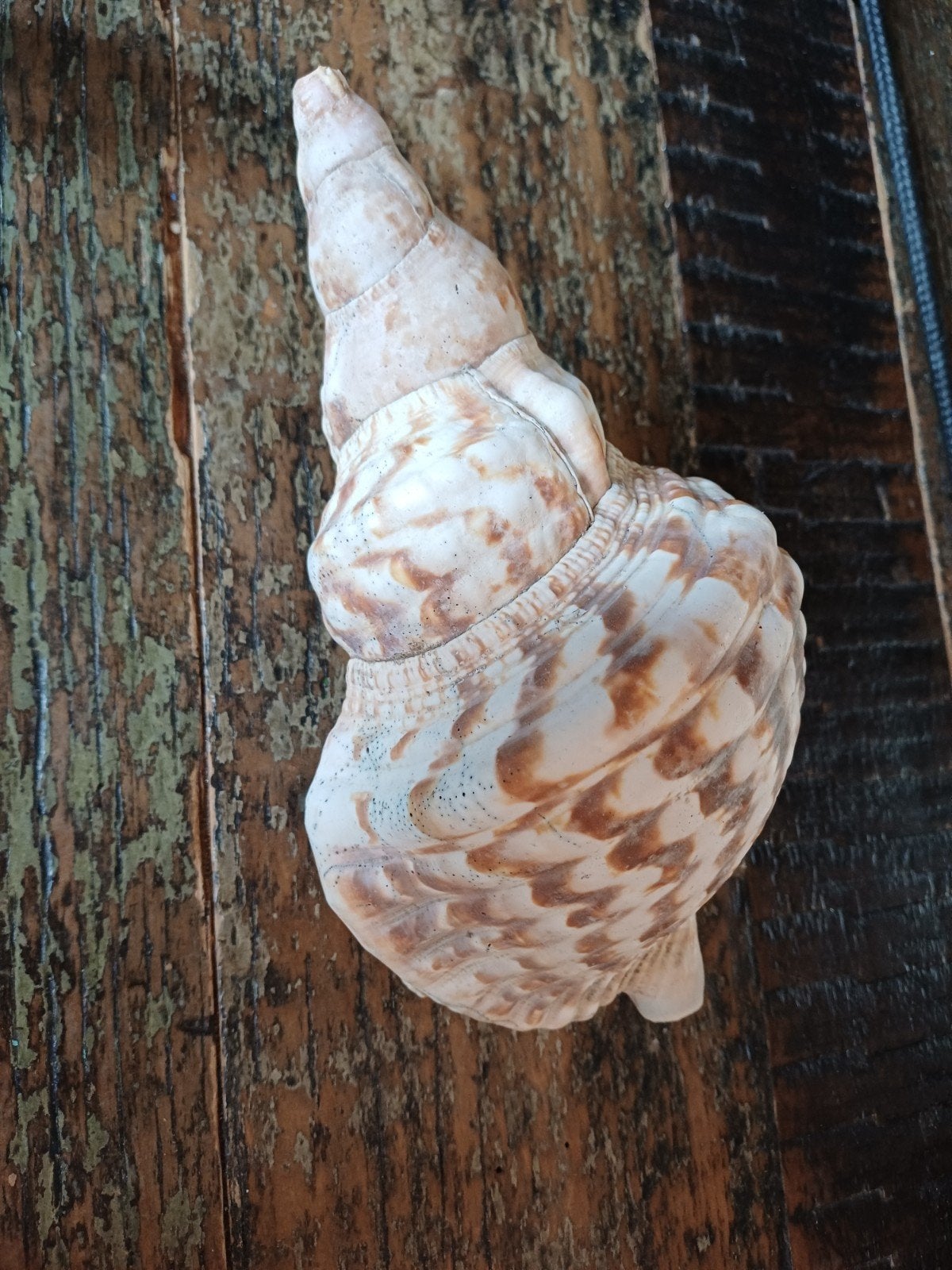 Grote decoratieve schelp - 25 cm, Ophalen of Verzenden, Zo goed als nieuw