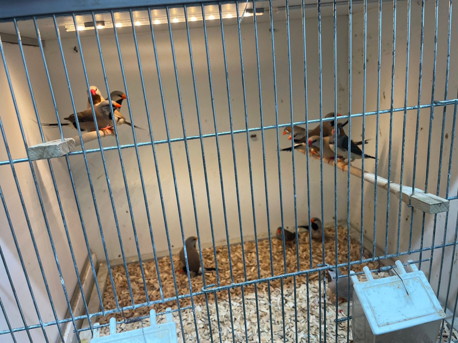 Spitsstaarten en timorzebravinken man, Meerdere dieren, Tropenvogel, Geringd