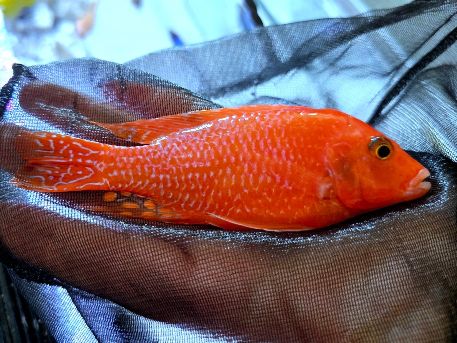 Grote Aulonocara Dragonblood showman, Vis