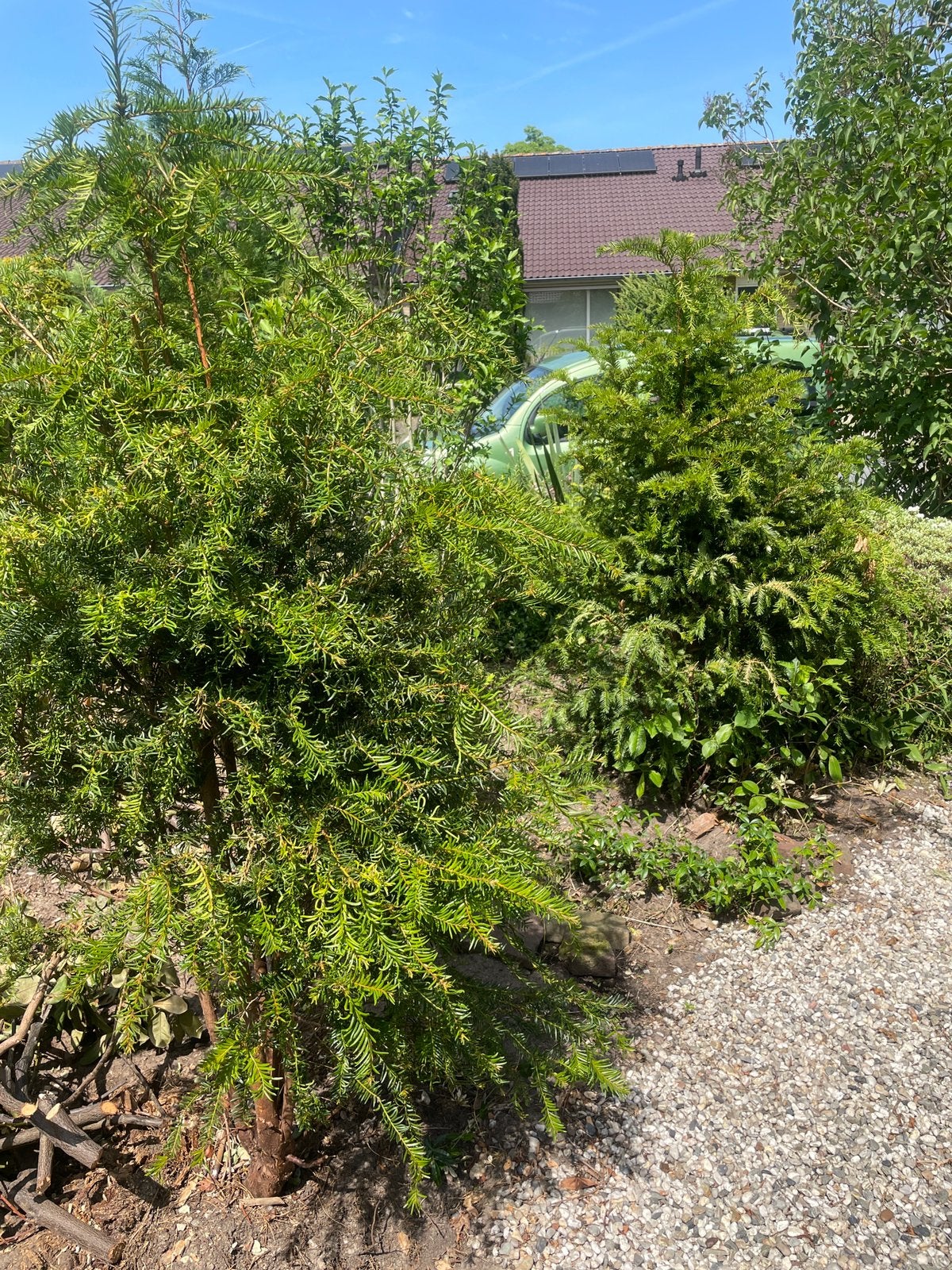 2 taxussen gratis, Tuin en Terras, Planten | Struiken en Hagen, Ophalen, Taxus, 100 tot 250 cm