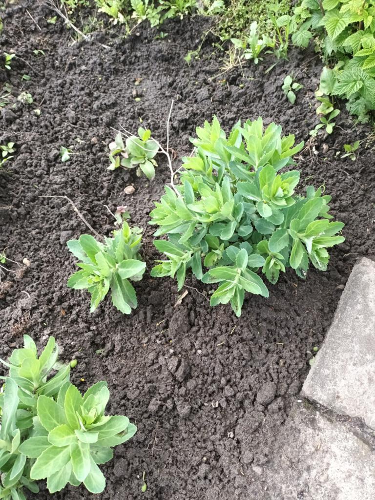 Sedum zie foto 5 voor 10 euro, Tuin en Terras, Ophalen, Overige soorten, Volle zon