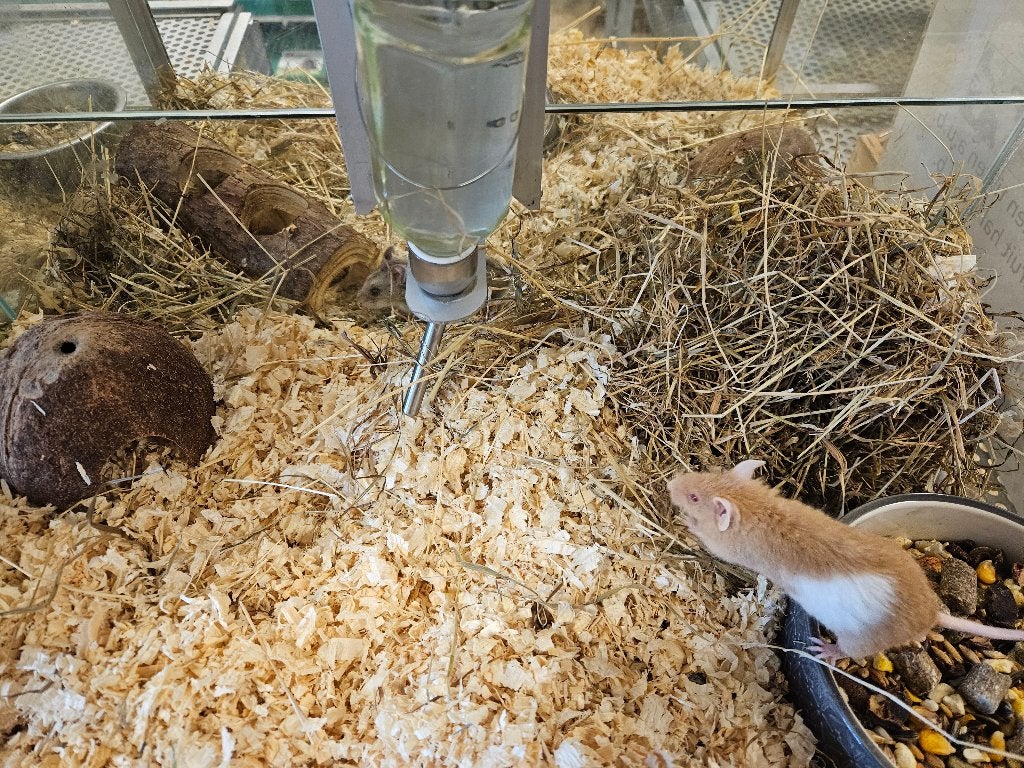 Mus domesticus Engelse muis, Dieren en Toebehoren, Knaagdieren, April, Mannelijk, Muis