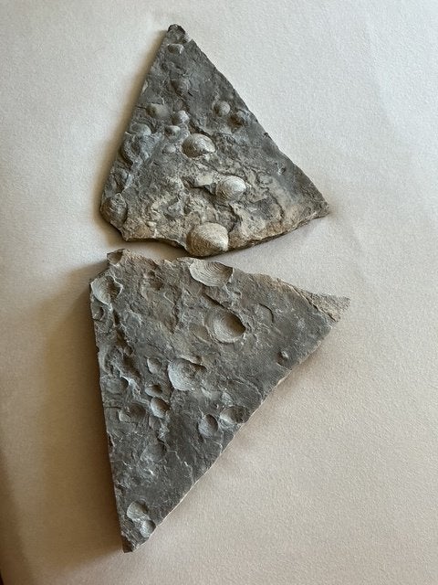 Een fossiele steen met duidelijke afdrukken van schelpen., Ophalen of Verzenden, Fossiel
