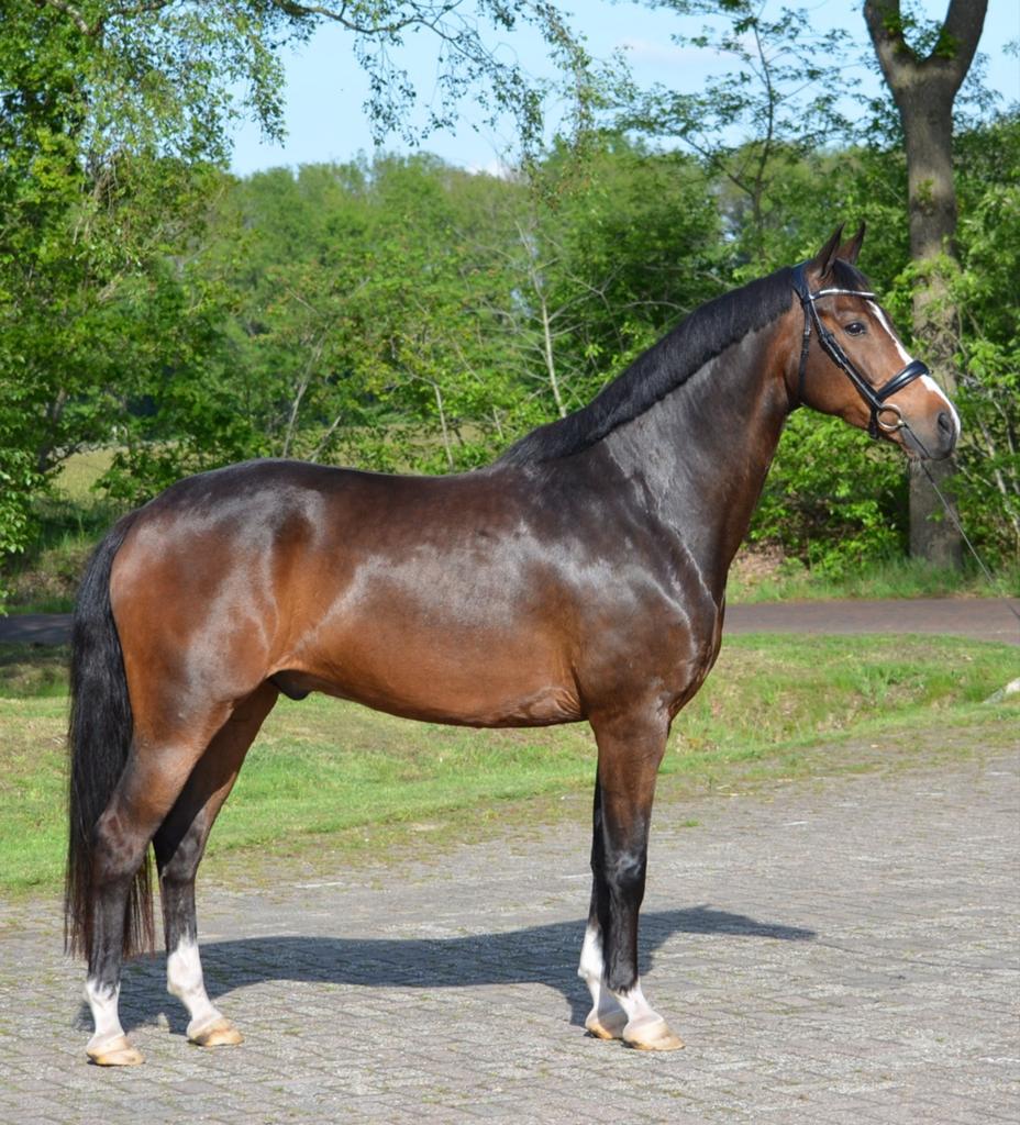 7 jarige dressuur ruin gunstig geprijsd, Dieren en Toebehoren, Ruin, Dressuurpaard, 7 tot 10 jaar, 165 tot 170 cm