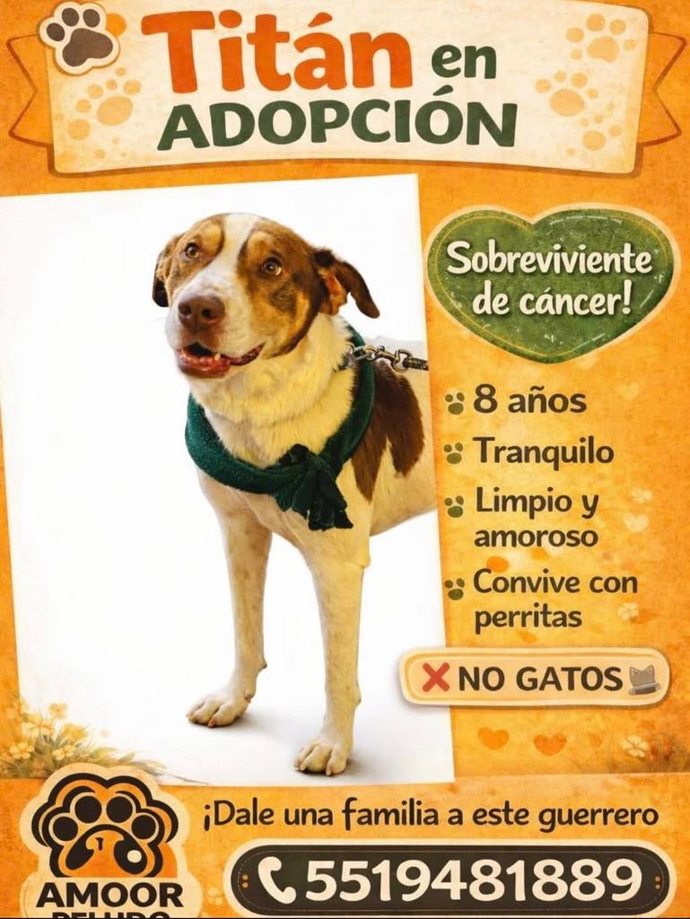 Titan, adoptie, Dieren en Toebehoren, 6 jaar of ouder, Particulier, Reu, Buitenland