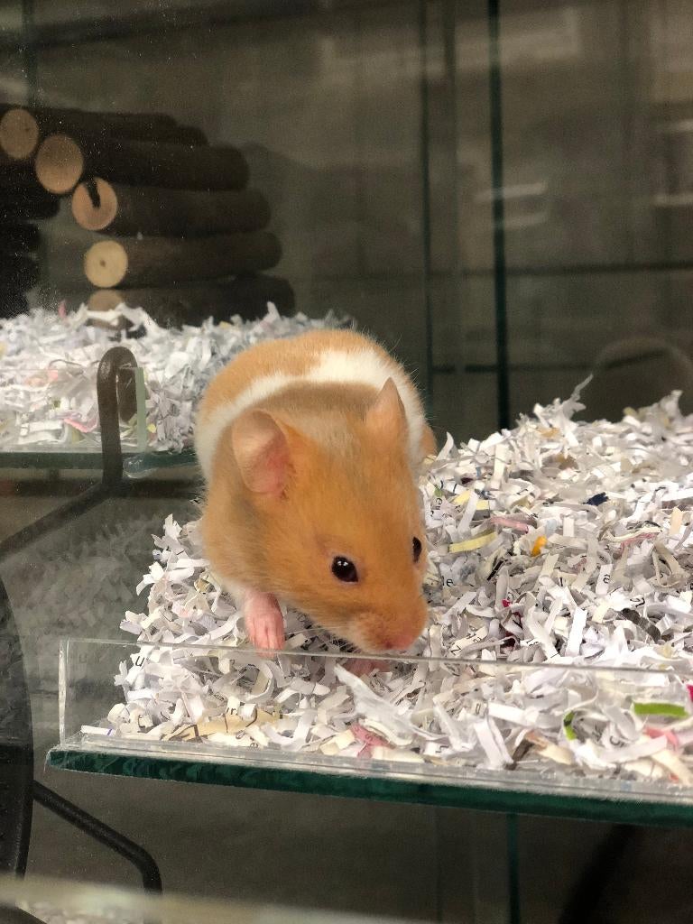 Goudhamster | Goed tam te maken | Jonge hamsters