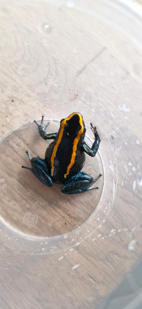Phyllobates vittatus kweekgroepje. Frog - female for sale from Phyllium insects