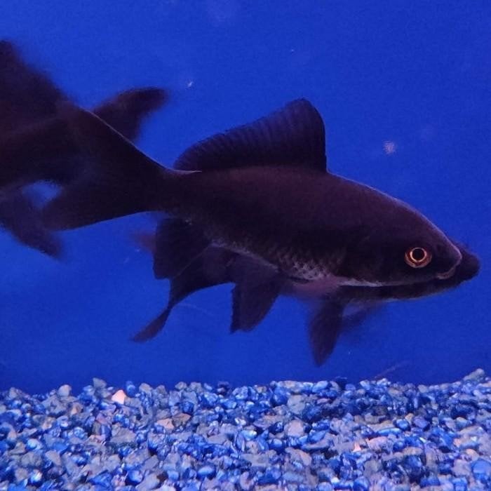 Carrasius auratus, Dieren en Toebehoren, Vis