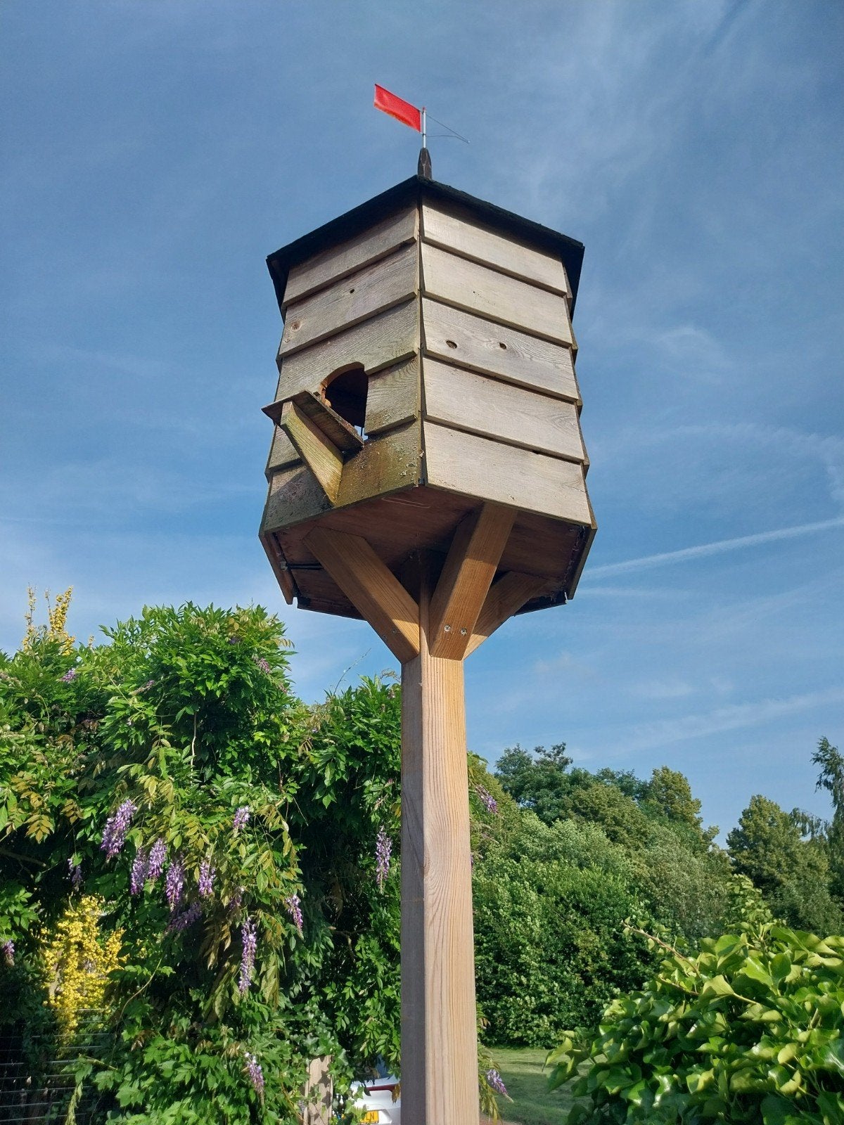 Duiventil met 2x pauwstaartduif, Ophalen, Hout, Vogelkooi