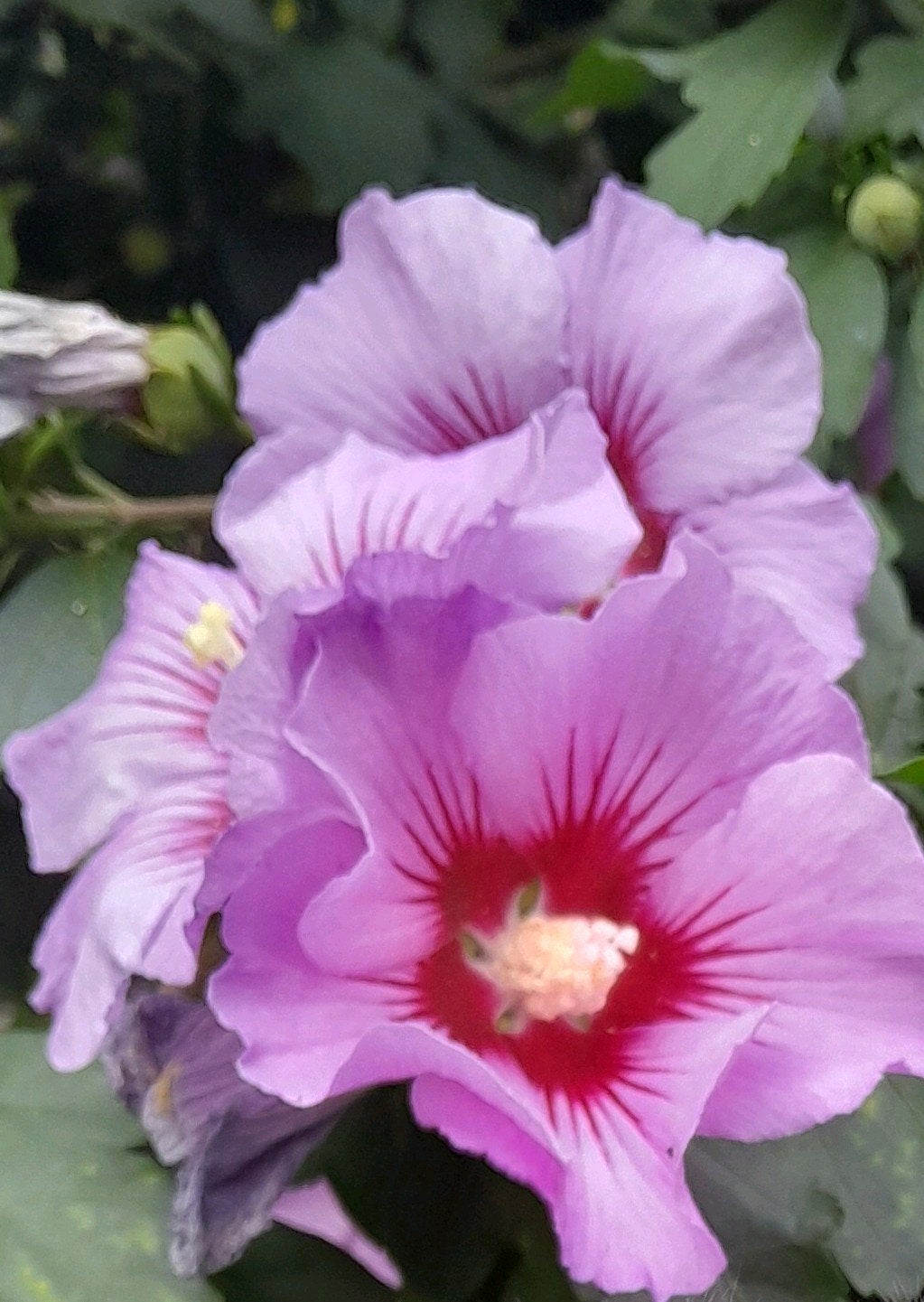 Hibiscus, Tuin en Terras, Planten | Tuinplanten, Vaste plant, Halfschaduw, Zomer, Ophalen