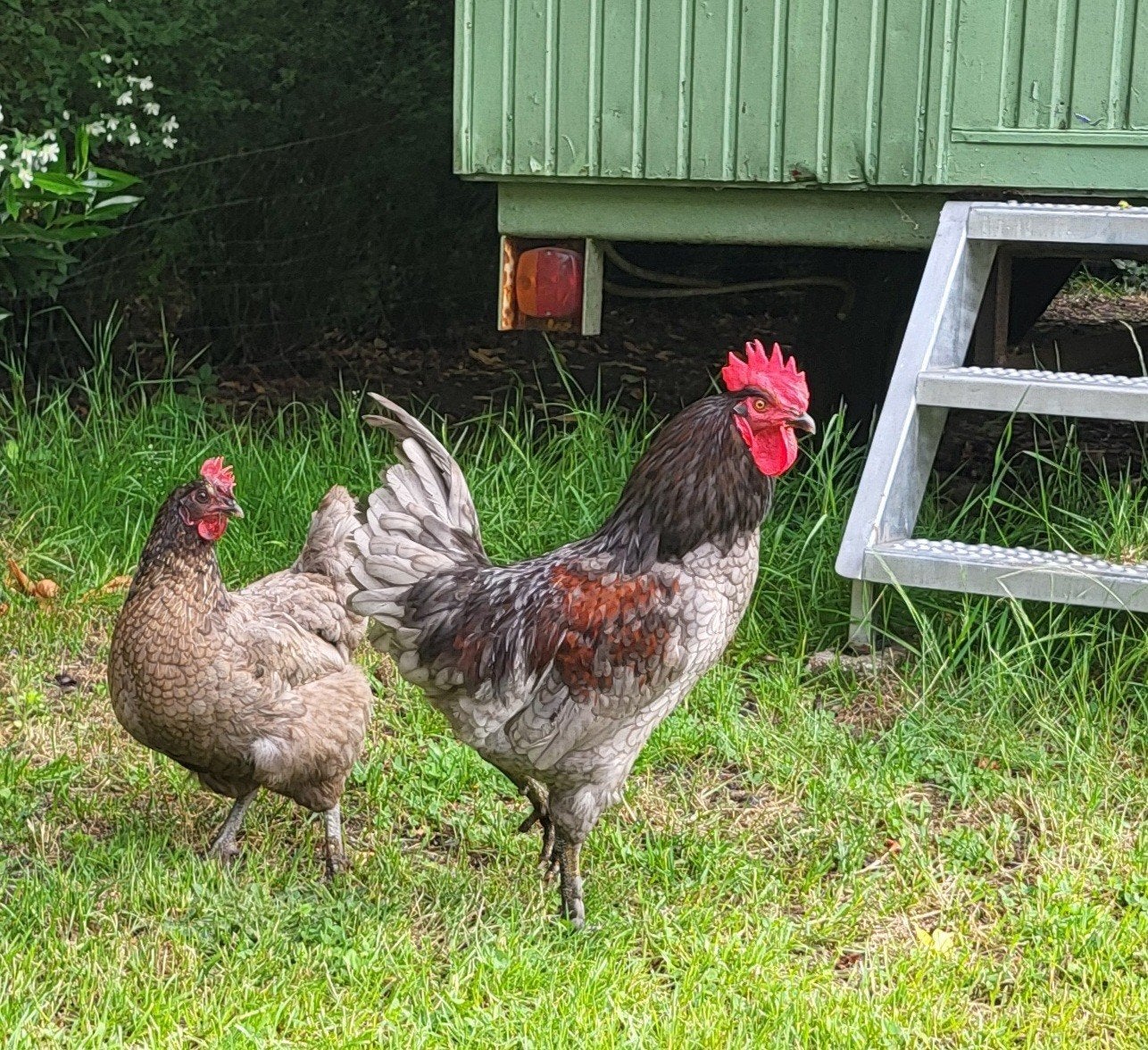 Bleu des landes haan, Mannelijk, Kip