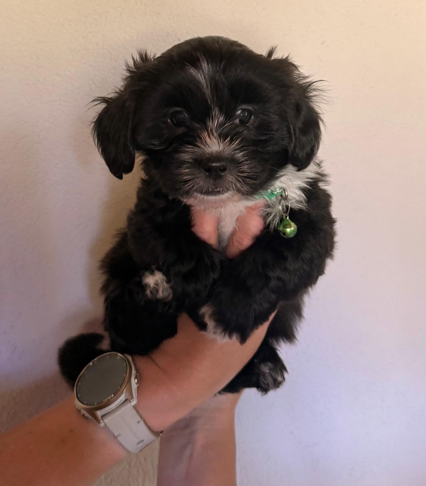 Lieve boomer puppy's te koop, Dieren en Toebehoren, Honden | Niet-rashonden, Reu, 8 tot 15 weken, Parvo, Meerdere