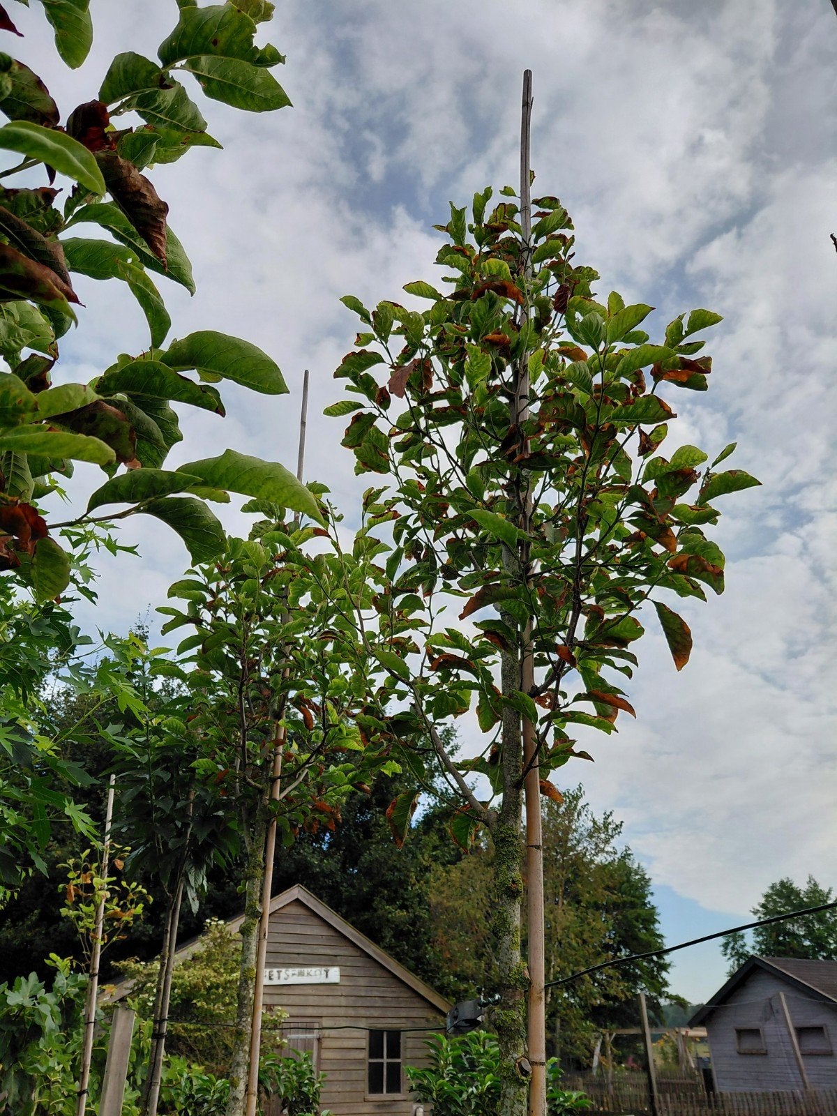 witte magnolia, Overige soorten, Lente, 250 tot 400 cm, Ophalen