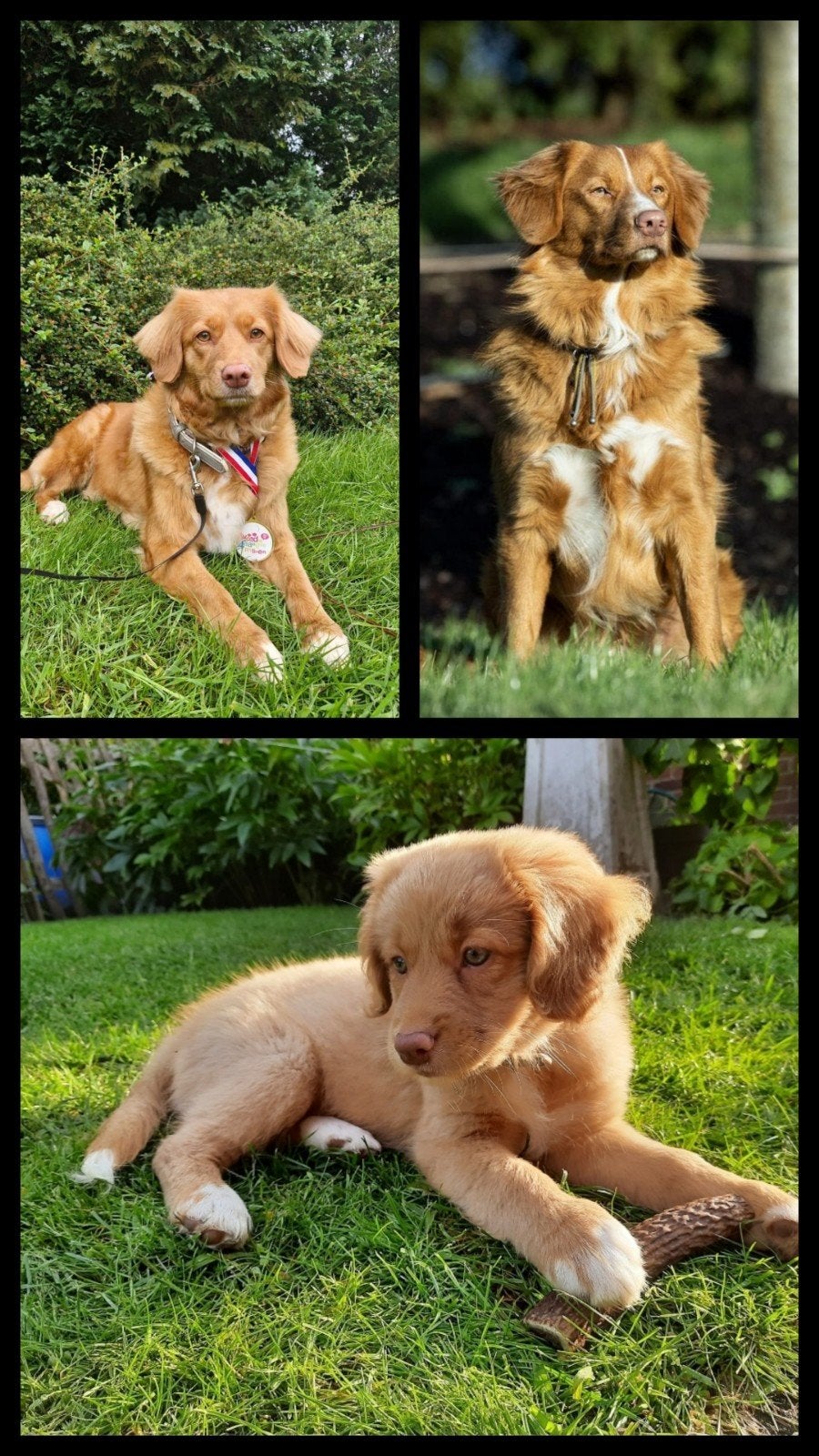 Verwacht! Nova Scotia Duck Tolling Retriever pups, Parvo, Overige rassen, 8 tot 15 weken, Meerdere
