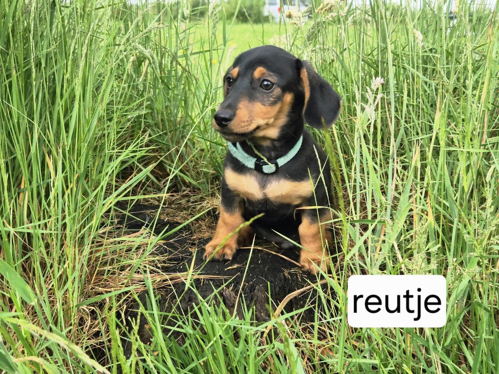 Prachtige black and tan dwerg teckel pups., Dieren en Toebehoren, Parvo, 8 tot 15 weken, Korthaar, Dwerg