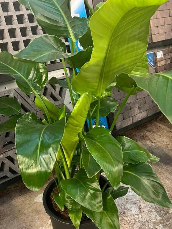 Prachtige volle strelitzia– 160 cm – 6-steks
