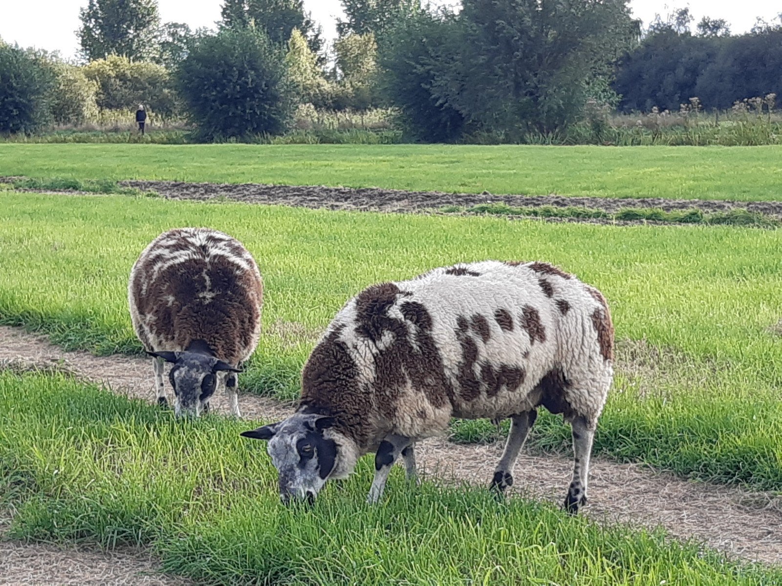 Mooie bonte rammen, Dieren en Toebehoren, Mannelijk, Schaap, 0 tot 2 jaar