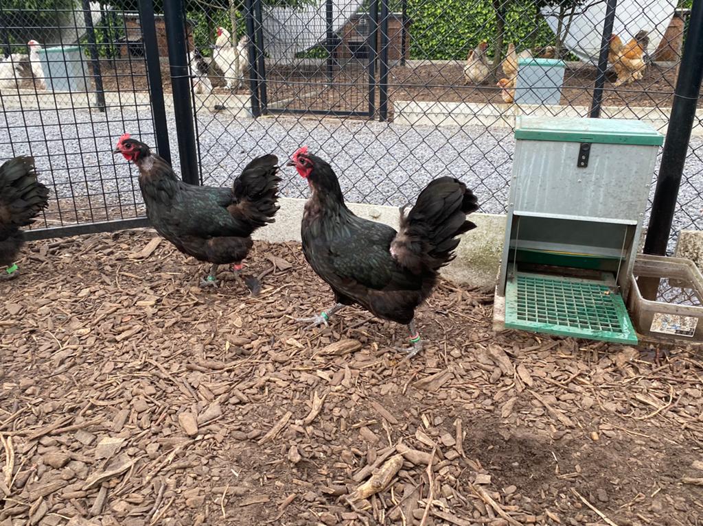Haan met 1-2 hennen zwarte australorp, Dieren en Toebehoren, Pluimvee, Meerdere dieren, Kip