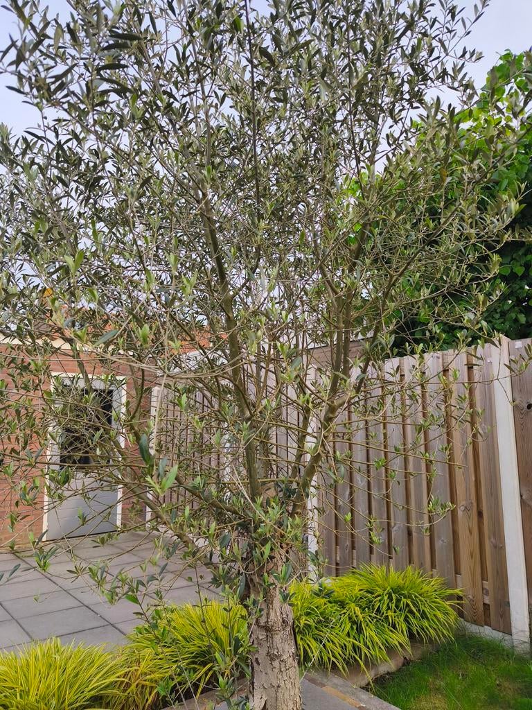 Prachtige Olijfboom - Mediterrane sfeer in uw tuin, Ophalen