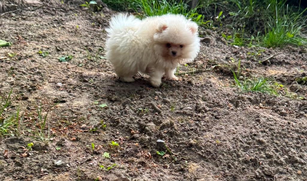 Pomeriaan reutje en teefje bont bear face goed thuis, Dieren en Toebehoren, Parvo, 8 tot 15 weken, Eén hond, Nederland