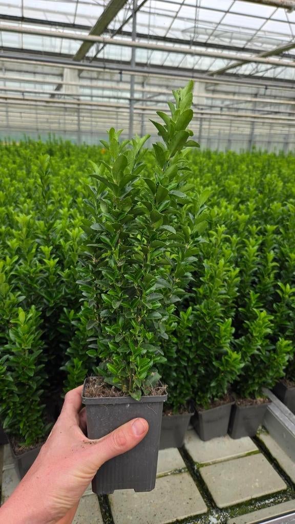 Euonymus Green Spire - lang 40cm hoogte - groenblijvend, Tuin en Terras, Planten | Struiken en Hagen, Ophalen of Verzenden, Overige soorten