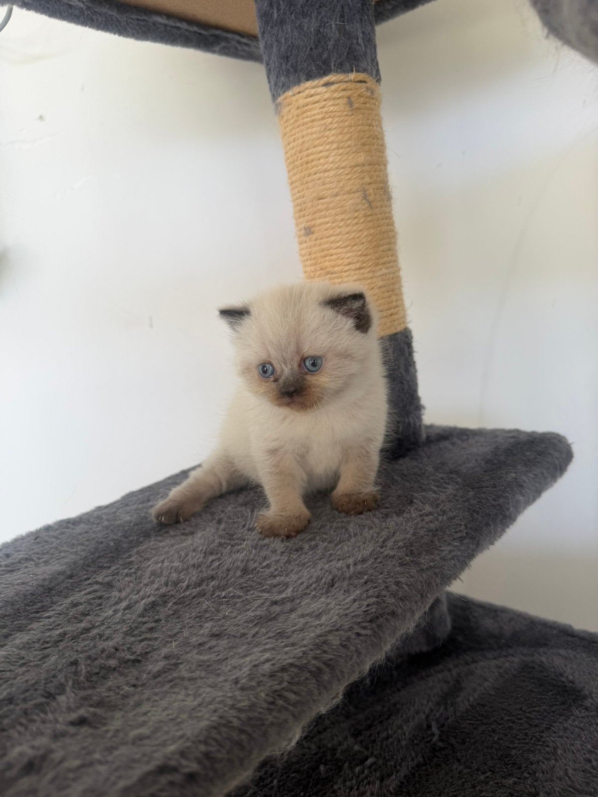 Brite korthaar kitten te koop!, Dieren en Toebehoren, Katten en Kittens | Raskatten | Korthaar, Kater