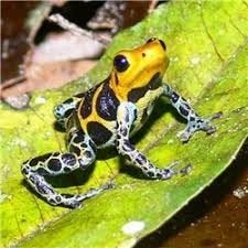 Ranitomeya imitator 'Intermedius'
