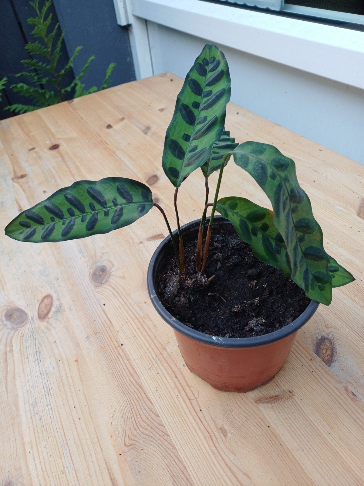 kamerplant calathea, Huis en Inrichting, Ophalen, Halfschaduw, Minder dan 100 cm