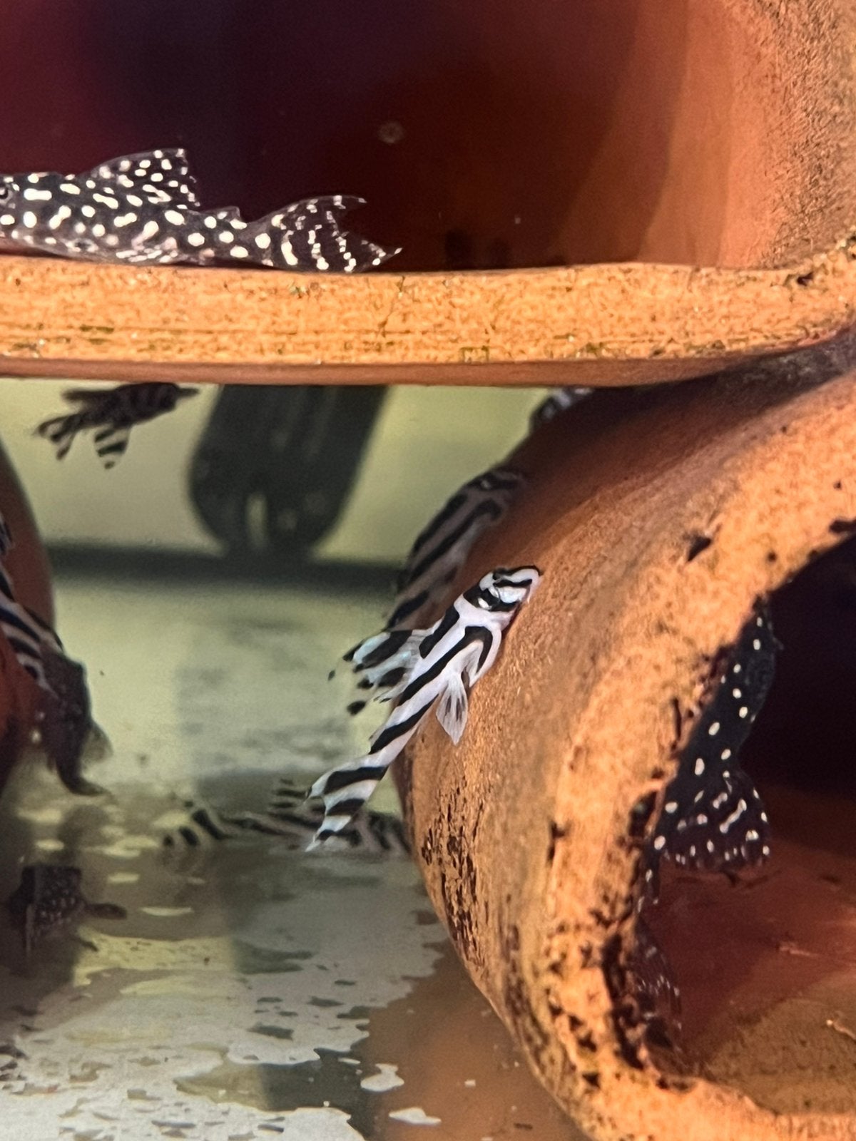 L046 zebra Pleco, Dieren en Toebehoren, Vis